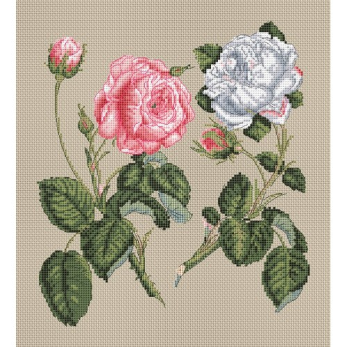 CROSS STITCH PINK CENTIFOLIA ROSE (FGCS09)