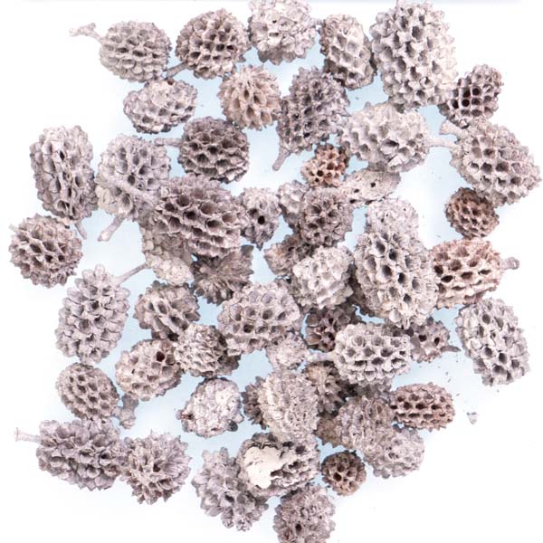 CASUARINA PINE CONES 50G FROSTED 1