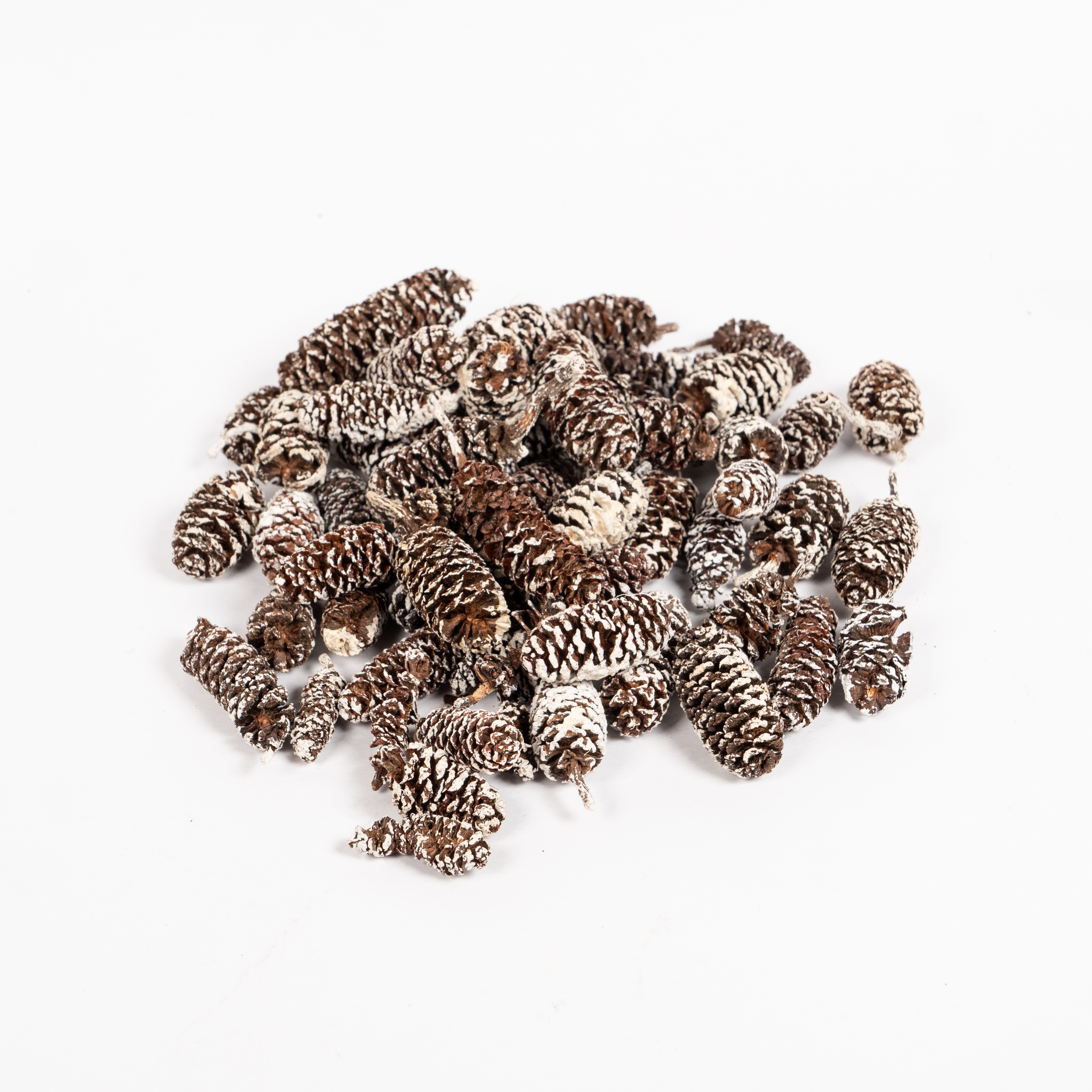 BIRCH PINE CONES NATURAL 40G
