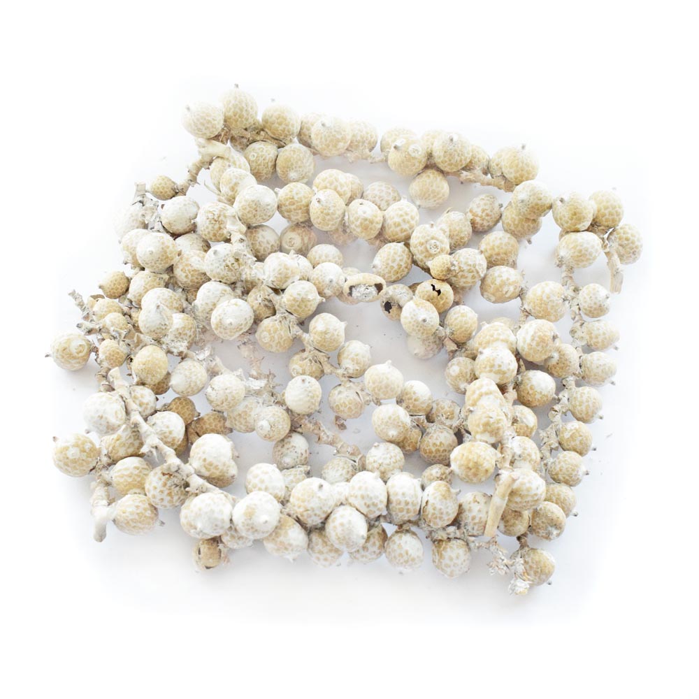 CANELLA BERRIES - WHITE