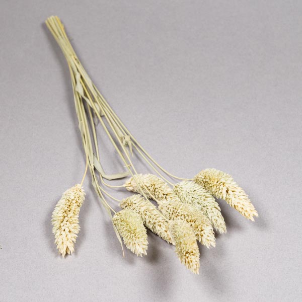 PHALARIS APPROX 8/9 STEMS NATURAL 0