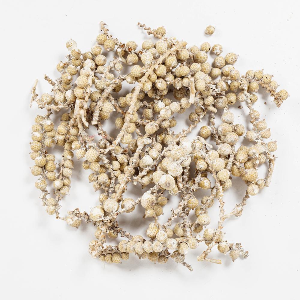 CANELLA BERRIES 30G White Wash