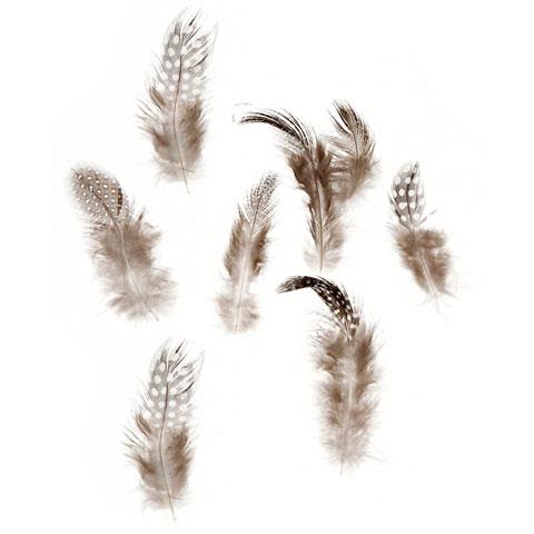 NATURAL COLOURED GUINEA FEATHERS