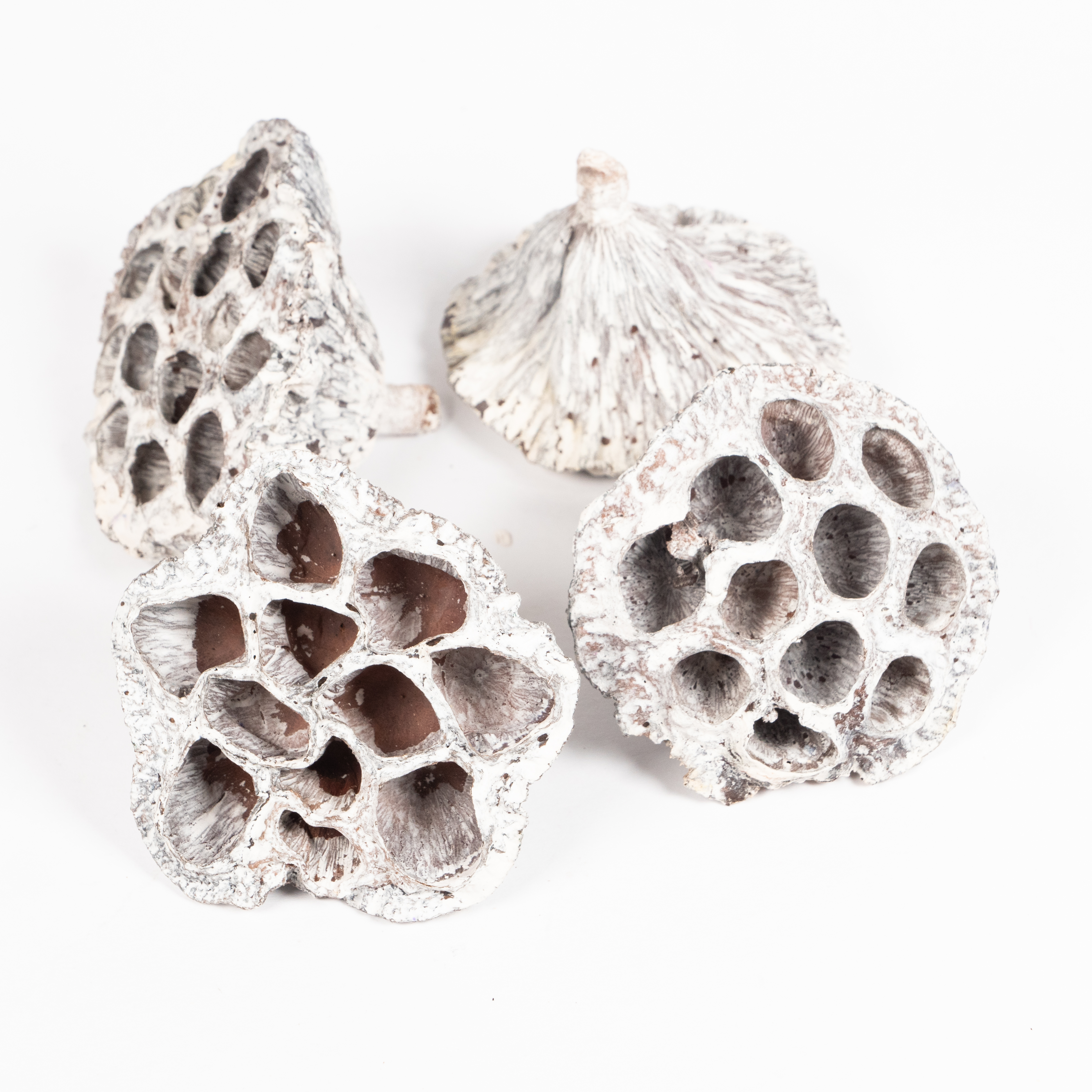 WHITEWASH LOTUS HEADS 5-7CM 4PCS