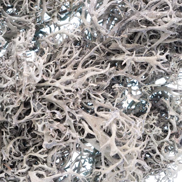 GREY MOSS 50G APPROX