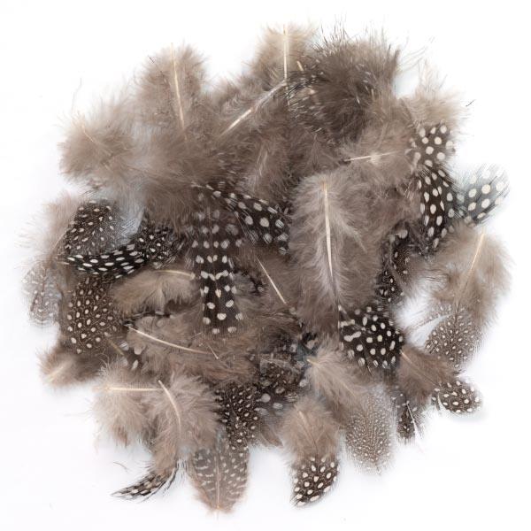 GUINEA PLUMAGE 1.9G