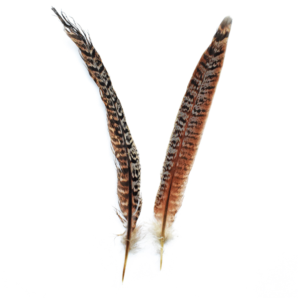 LADY AMHERST PHEASANT TAIL FEATHER 2PCS
