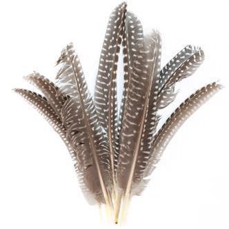 GUINEA FEATHERS 10PCS