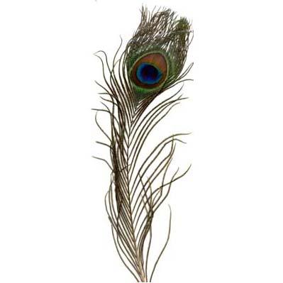 PEACOCK FEATHER 1PC 3831