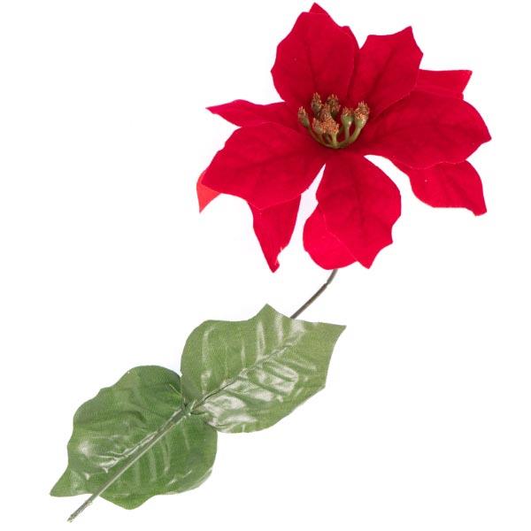 POINSETTIA