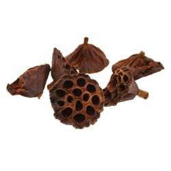 LOTUS HEADS 10PCs