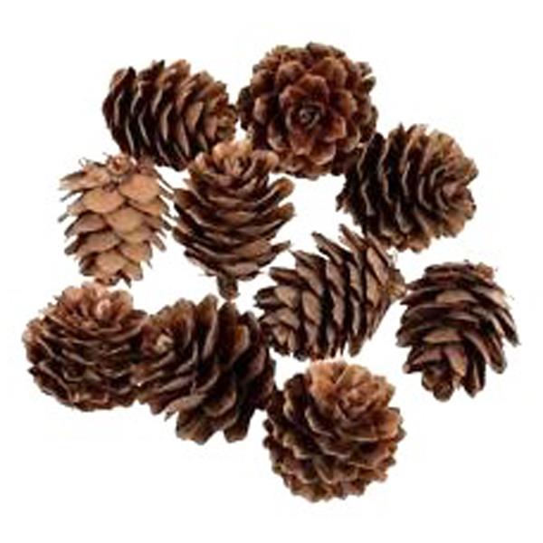 NATURAL FIR CONES APPROX 10PCS