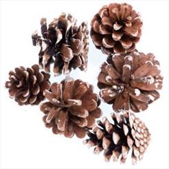 Dried Flowers, Cones & Wood