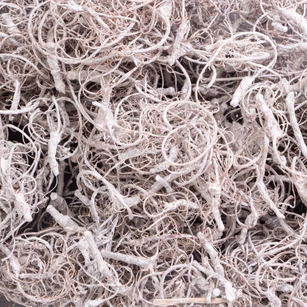 CURLY MOSS 100G FROSTED WHITE 1