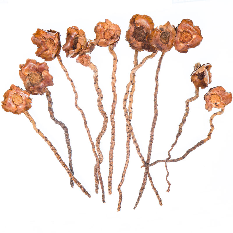 BROWN LACQUERED FLOWER 10 STEMS