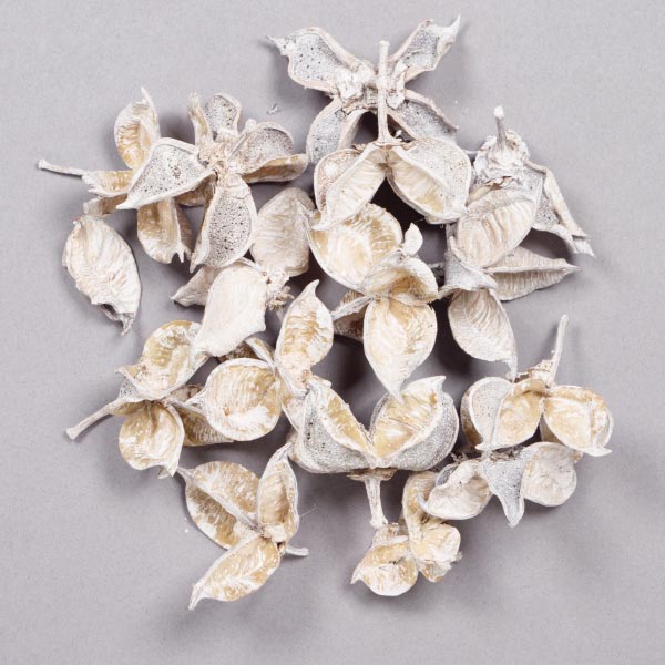 COTTON PODS 50G FROSTED